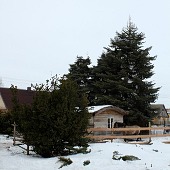 Zobacz