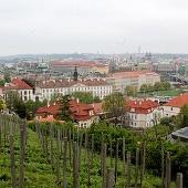 Zobacz
