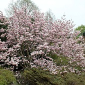 Zobacz
